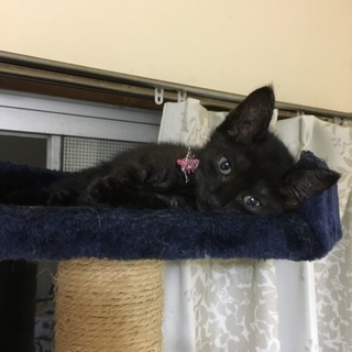とっても美猫な黒猫さん！メス2ヶ月