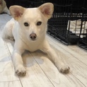 1歳半くらいの元野犬の女の子