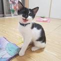 可愛い、黒白子猫、家族募集中です！