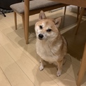 里親募集中 柴犬 オス3歳