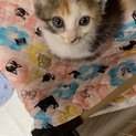 優しい色の三毛猫ちゃん❤️