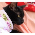 運命の飼い主探し