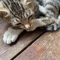 子猫（オス）里親さん募集