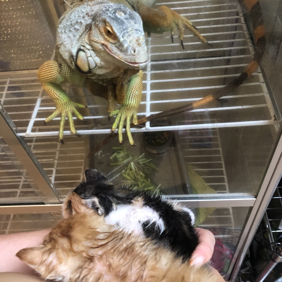ニャロメのカバー写真