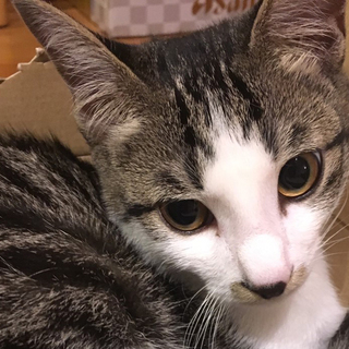 検査陰性！性格よし♪優しいキジ白キキ君