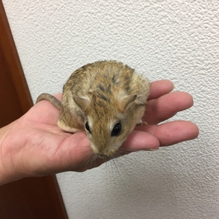 ジャイアントジャービル里親募集