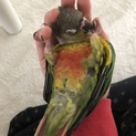 ウロコインコ応募御対応の為一時受付停止致します