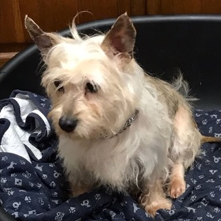 彩ちゃん☆テリア