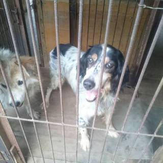 男の子だけどマリー♪家族になってくれませんか？