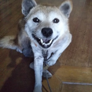 豆柴シーバ、ごはん大好き♪