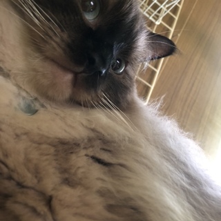 ツンデレラグドールの男の子