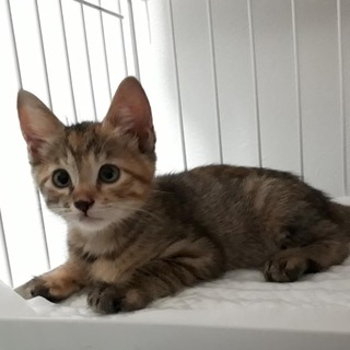 やんちゃで可愛い麦わらっ子