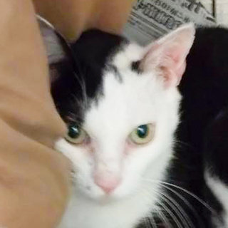 保健所SOS!甘えん坊シャイ白黒はなわ君★県外OK