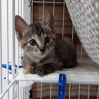 丸顔の可愛い麦わらっ子