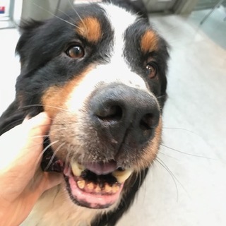 小助君☆気の小さいバーニーズ