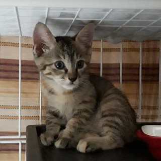 人懐っこい可愛い麦わらっ子