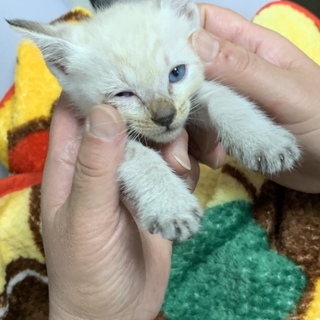 No.34 ふんわり幸せの鍵しっぽ