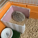一歳のハリネズミ！