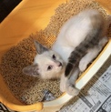 白猫♡子猫ちゃん♂の里親募集！！