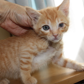 動画ありお祭り男犬みたいなじるべーる君
