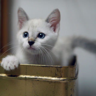 淡いブルーの瞳の貴公子♥二ヶ月位