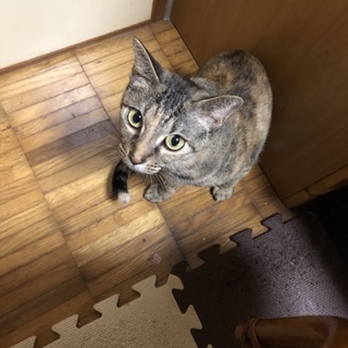 事情があり早急に里親募集してます
