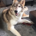 とてもおとなしいウルフドッグ女の子です。