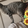 肩乗り猫