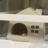 ちゃんとお家に入ってくれた