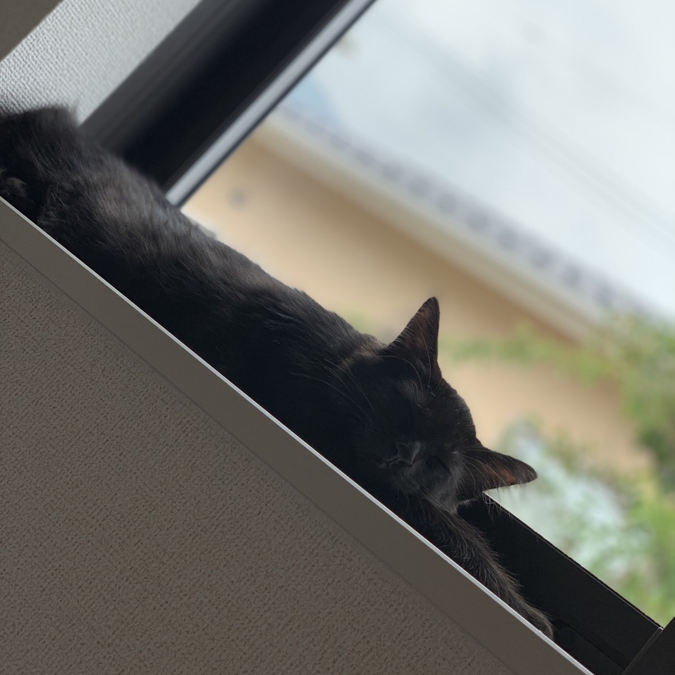 あんずのカバー写真