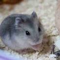 ブルーサファイア ハムスター子供