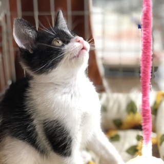 ご飯大好きぴこちゃん