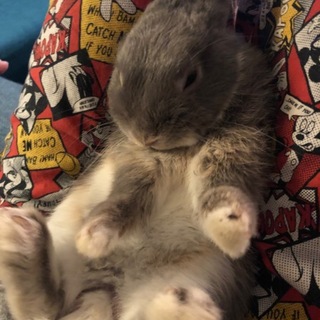 ネザーランドワーフ 2歳(オス)