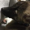 肉球模様