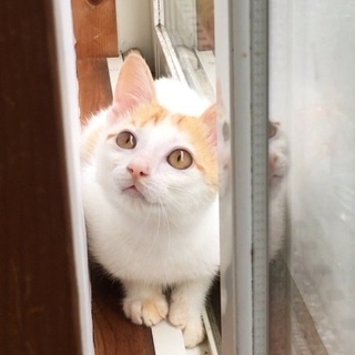 遊ぶの大好き人懐っこい白茶ちゃん