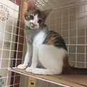 元気いっぱいで甘えん坊のミケちゃんです