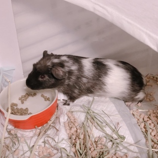 里親さん決まりそうです！