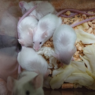 サテンマウス生後1ヶ月