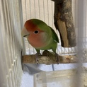コザクラインコ