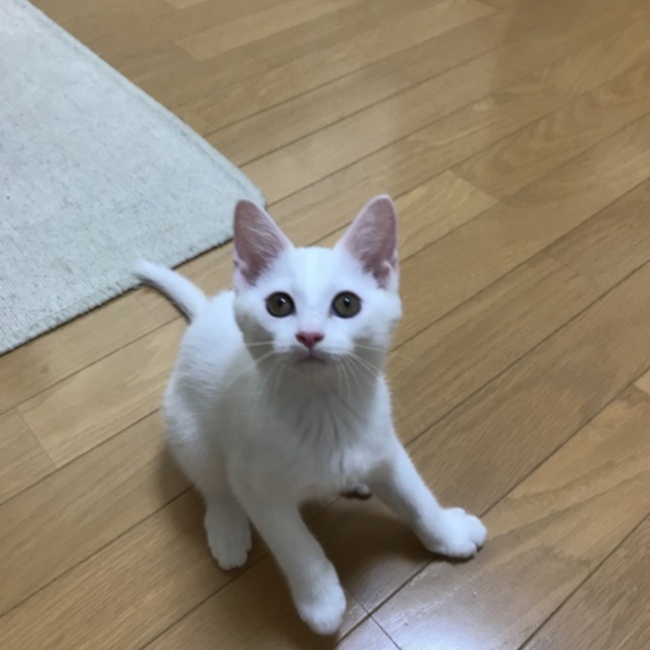 みぞれさくらのカバー写真