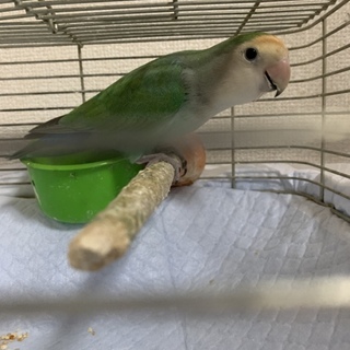 コザクラインコ