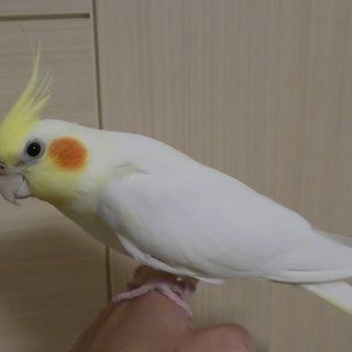 オカメインコ♀