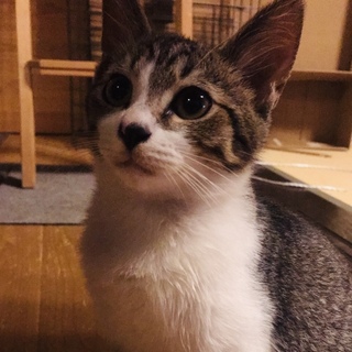 2-3ヶ月✳︎甘えん坊元気な男の子 キジトラちゃん