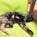 愛嬌たっぷり「りんちゃん」