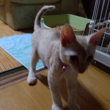 子供でも猫から見たら巨人だと言うことを自覚して