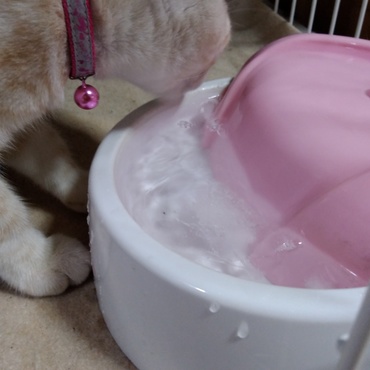 お水はいつも新鮮な物を！