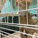 子猫　2か月半～3か月　茶とらのチャイくん