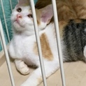 かわいくて賢い三毛のミルクちゃん　ジャパニーズボブ