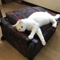ゴン