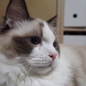 新しい飼い主さん探してます！